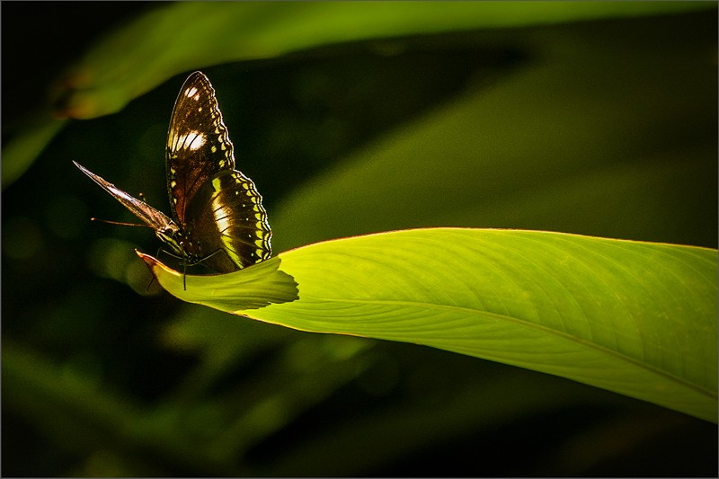 Nature in Nature 